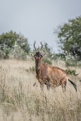 Red hartebeest