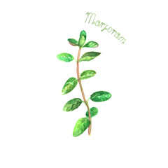 Marjoram herb spice isolated on white background