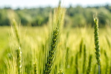 Fototapeta premium Rye ears close on the field in June 