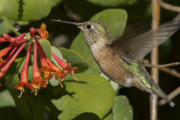 Fototapeta na wymiar Broad-tailed hummingbird feeding on honeysuckle; Steamboat Springs, Colorado