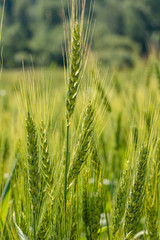Rye ears close on the field in June
