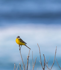 small and funny bird called yelow wagtail