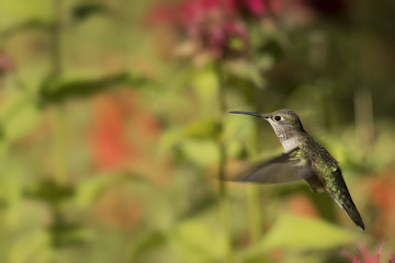 Fototapeta na wymiar Broad-tailed hummingbird feeding; Steamboat Springs, Colorado