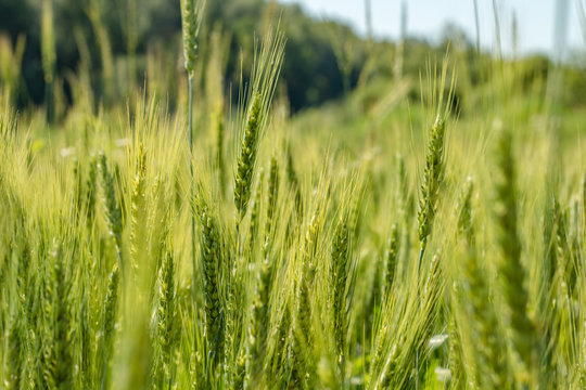 Rye ears close on the field in June
