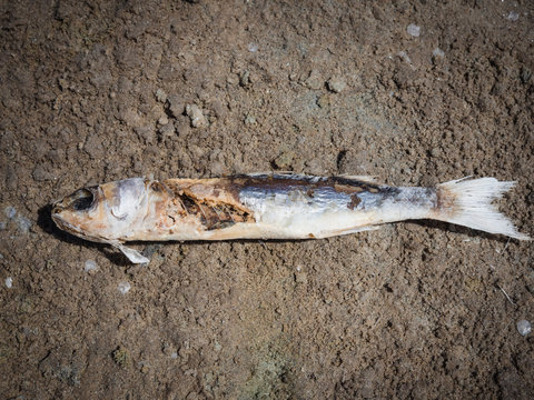 Dead fish due to the drought that has dried up a pond.