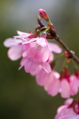 桜の花