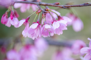 桜の花