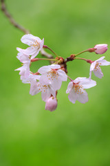 桜の花