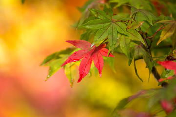 紅葉　秋イメージ
