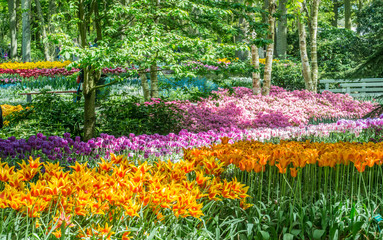 Fototapeta premium Multicolored Tulips 