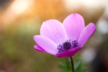 Obraz premium アネモネの花