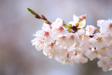 Obraz premium 桜の花