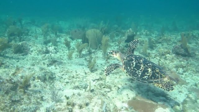 Sea turtle swimming in the coral reefs of the caribbean sea, Riviera Maya. Mexico
