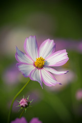 Obraz premium コスモス畑＠長崎県諫早市白木峰