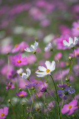 コスモス畑＠長崎県諫早市白木峰