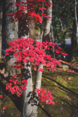 紅葉