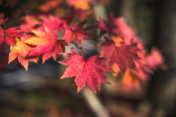 紅葉