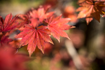 紅葉