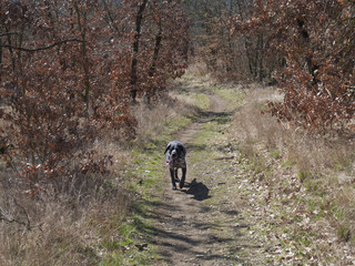 black gray hunting dog crossbreed whippet and labradorit with stick out tongue running on the...