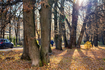 Group of lindens in autumn in the sun
