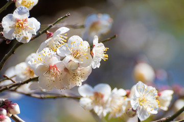 梅の花