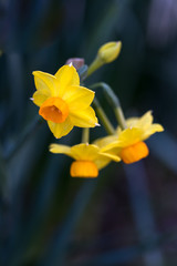 水仙の花