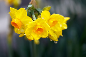 Obraz premium 水仙の花