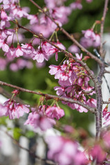 桜の花