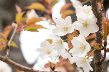 Fototapeta premium 桜の花