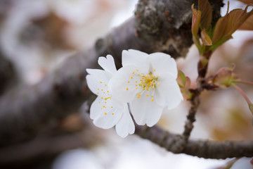 桜の花