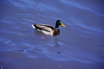 one duck in the river Main near the city of Obbernburg