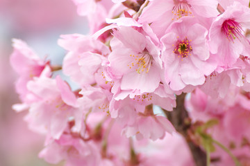 桜の花