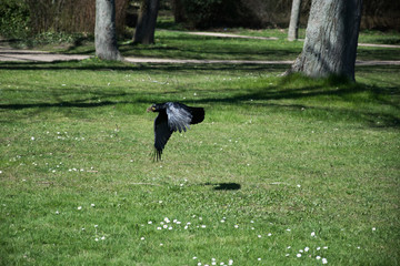  raven with nesting material in the beak