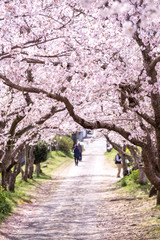 桜のアーチ＠佐賀県武雄市