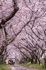 桜のアーチ＠佐賀県武雄市