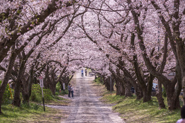 桜のアーチ＠佐賀県武雄市
