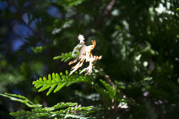 Dry leaf on a conifer