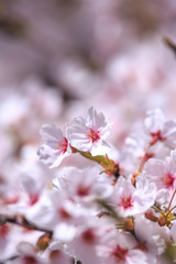 桜の花