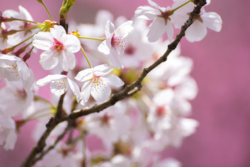 Obraz premium 桜の花