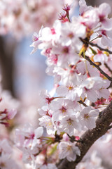 桜の花