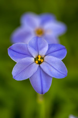 Fototapeta premium ハナニラの花