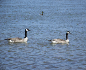 one duck in the river Main near the city of Obbernburg