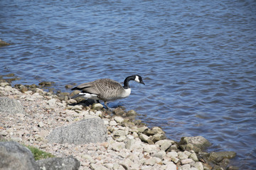 one duck in the river Main near the city of Obbernburg