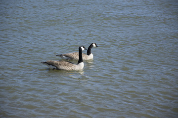  Two ducks in the river Main near the city of Obbernburg