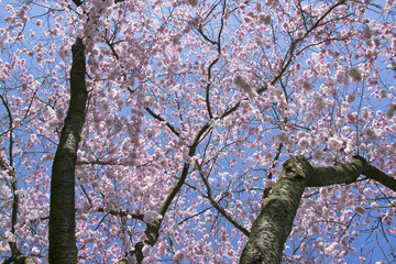  red flowers on treetop