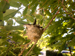 Baby Hummingbirds In Nest