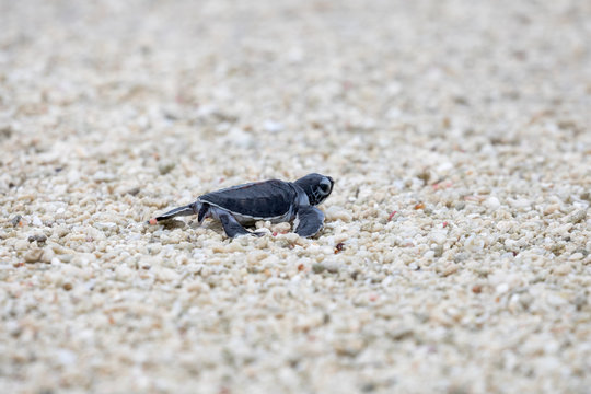 Turtle hatchling going to the ocean on a sandy beach in Queensland Australia 