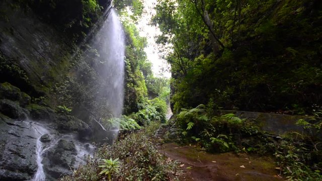the Lindens waterfall, jungle scenery with giant ferns and big falling water, on the island of La Palma, Canary Islands, Spain.