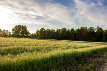 Fototapeta premium Farmer fields 