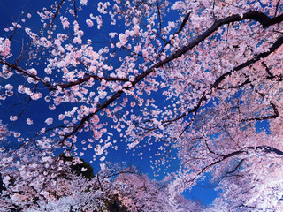 上野公園の夜桜